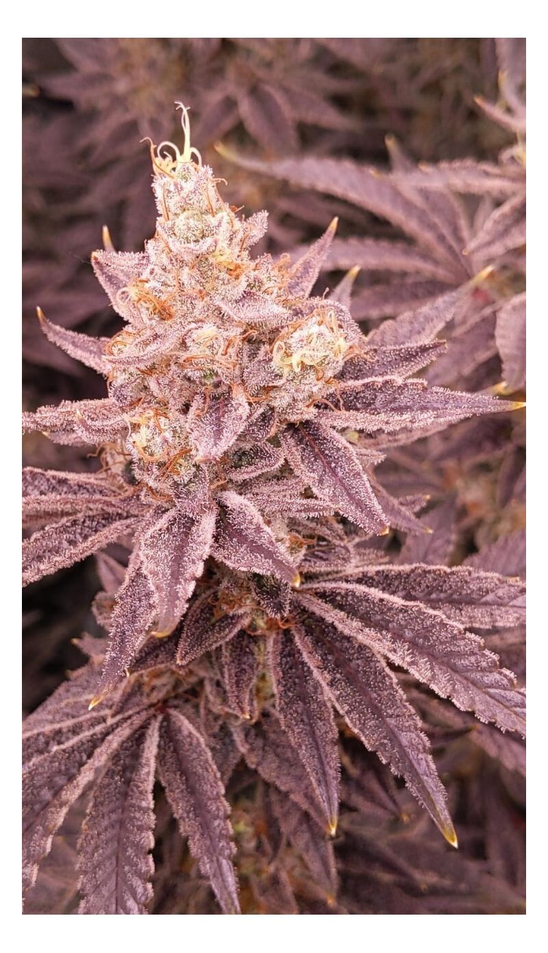 Orange Creampop, Фасовка: 3, изображение 2